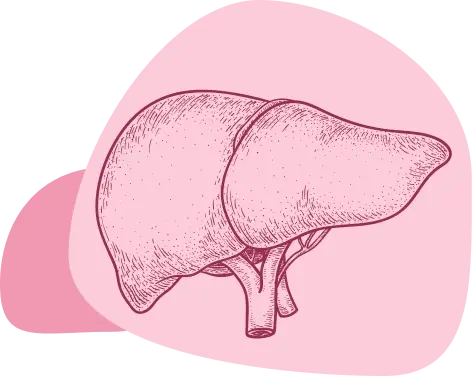 Liver